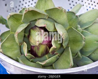 Freshly picked globe artichokes, in metal colander. - Stock Photo