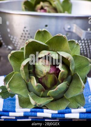 Freshly picked globe artichokes, with metal colander. - Stock Photo