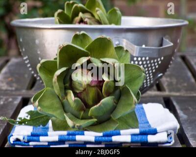 Freshly picked globe artichokes, with metal colander. - Stock Photo