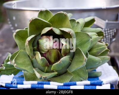 Freshly picked globe artichokes, with metal colander. - Stock Photo