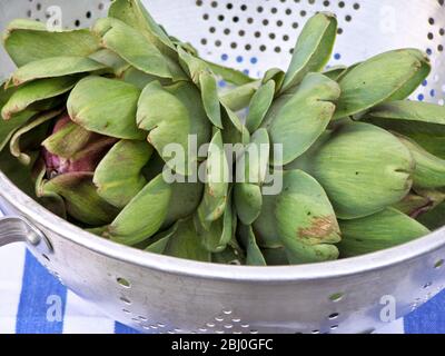Freshly picked globe artichokes, in metal colander. - Stock Photo