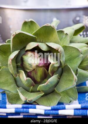 Freshly picked globe artichokes, with metal colander. - Stock Photo