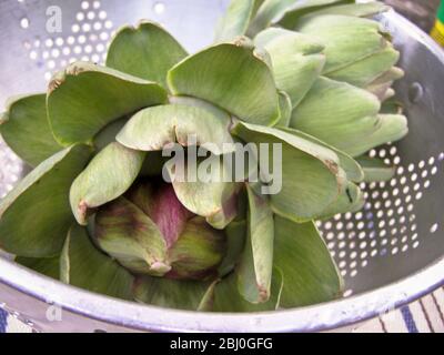 Freshly picked globe artichokes, in metal colander. - Stock Photo