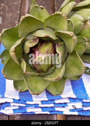 Freshly picked globe artichokes, on striped tea towel - Stock Photo