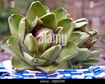 Freshly picked globe artichokes, on striped tea towel - Stock Photo