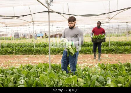 Confident young bearded worker cutting fresh green chard on farm plantation. Harvest time Stock Photo