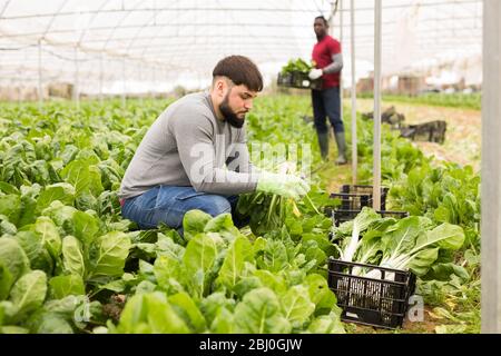 Confident young bearded worker cutting fresh green chard on farm plantation. Harvest time Stock Photo