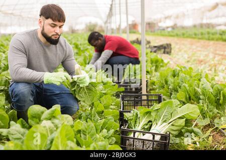 Confident young bearded worker cutting fresh green chard on farm plantation. Harvest time Stock Photo