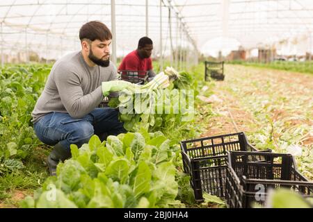 Confident young bearded worker cutting fresh green chard on farm plantation. Harvest time Stock Photo