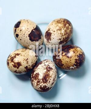 Five quails' eggs on blue ceramic surface - Stock Photo