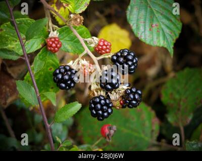 Blackberries ripening in Kentish hedgerow - Stock Photo
