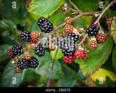 Blackberries ripening in Kentish hedgerow - Stock Photo