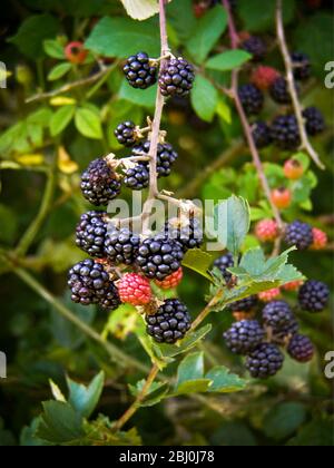 Blackberries ripening in Kentish hedgerow - Stock Photo