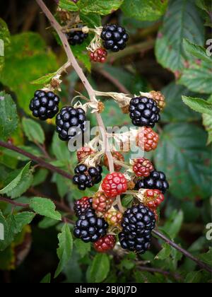 Blackberries ripening in Kentish hedgerow - Stock Photo