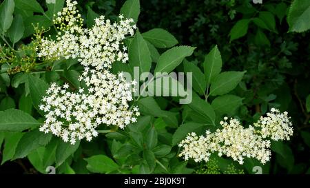 Elderflower on the bush, wih one head having already lost its flowers and is turning to berries - Stock Photo