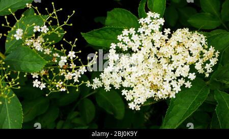 Elderflower on the bush, wih one head having already lost its flowers and is turning to berries - Stock Photo