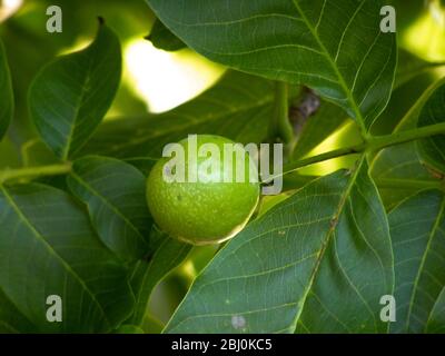 Walnut ripening on tree, Summer UK - Stock Photo