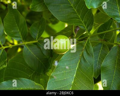 Walnut ripening on tree, Summer UK - Stock Photo