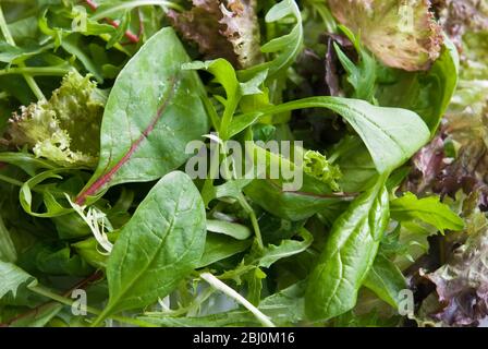 Mixed salad leaves. A mixture of baby leaves - Stock Photo
