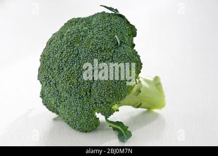 Head of broccoli on white background - Stock Photo