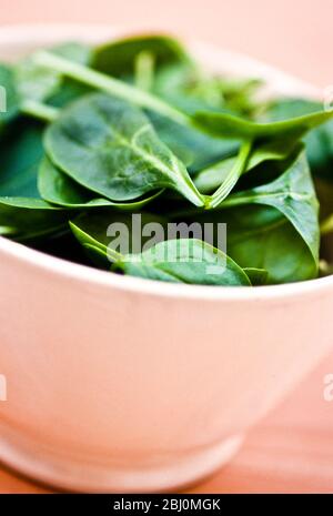 Bowl of fresh green baby spinach leaves - Stock Photo