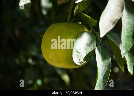 Grapefruit, hanging, ripening on tree in courtyard of Greek Cypriot house in southern Cyprus. - Stock Photo