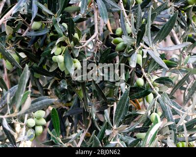 Olives ripening on tree in southern Cyprus - Stock Photo