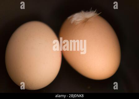 Two brown eggs on black background with feather - Stock Photo