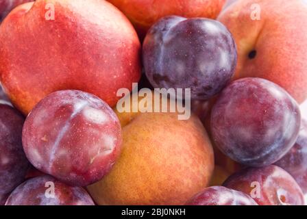 Massed plums, peaches, and nectarines - Stock Photo