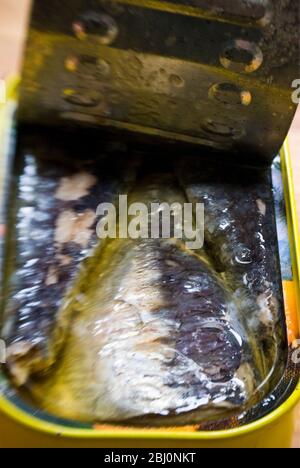 Can of sardines with lid pulled back - Stock Photo