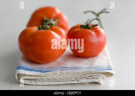Three large beef tomatoes on folded laundered tea towel - Stock Photo