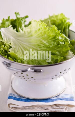 Whole leaves of batavia lettuce being washed in white enamel colander - Stock Photo