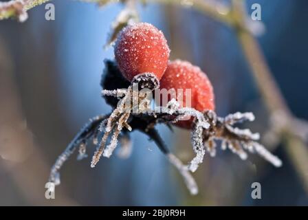 Frozen rosehips in winter garden - Stock Photo