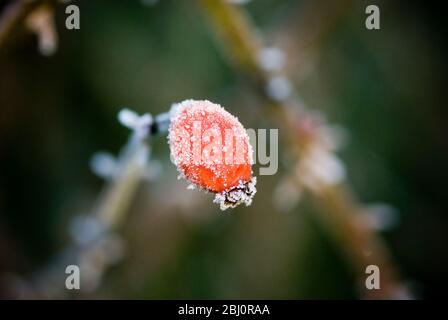 Frozen rosehip in winter garden - Stock Photo