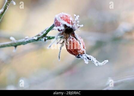 Frozen rosehips in winter garden - Stock Photo