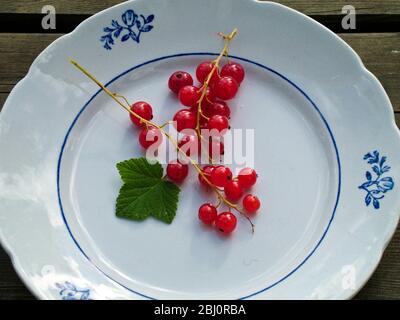 Fresh redcurrants on their stems on vintage white and blue Swedish plate - Stock Photo