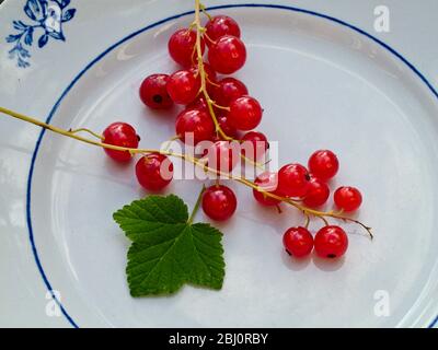 Fresh redcurrants on their stems on vintage white and blue Swedish plate - Stock Photo