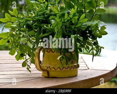 Blueberries on their stems picked as a bouquet in pottery jug. Sweden - Stock Photo