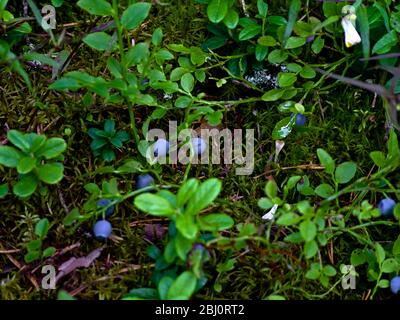 Wild blueberries growing on the forest floor in Sweden - Stock Photo