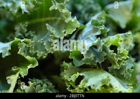 Close up of curly edges of broccoli leaves freshly picked - Stock Photo