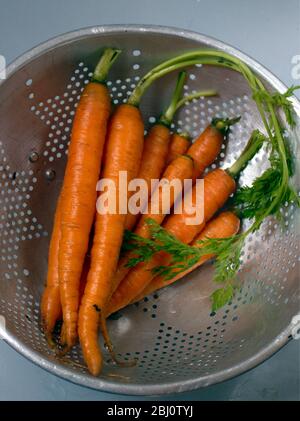 Bunch of fresh young carrots with tops, draining in old aluminium colander - Stock Photo