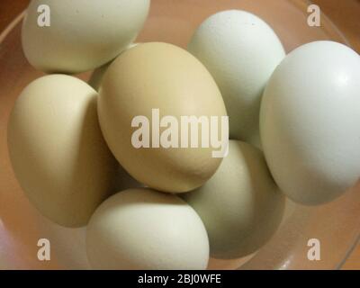 Eight natural blue and green eggs from rare breed hens - Stock Photo