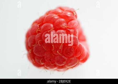 Single fresh raspberry on translucent white surface - Stock Photo