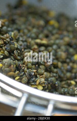 French Puy lentils being washed before cooking - Stock Photo