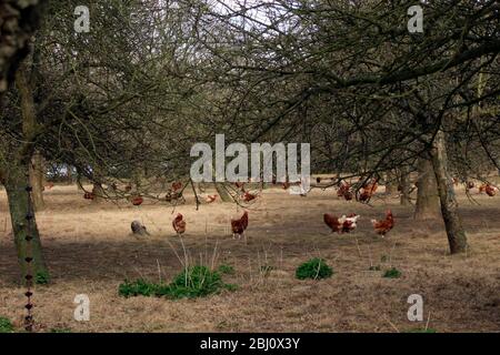 Chickens roaming out of doors on free range egg farm in an orchard in Kent UK - Stock Photo