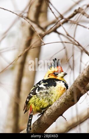 Crested barbet,Trachyphonus vaillantii. Timbavati Game Reserve, South Africa Stock Photo