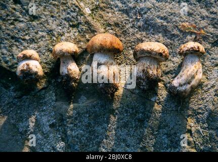 Five perfect little cep mushrooms, on granite surface in evening sunshine - Stock Photo