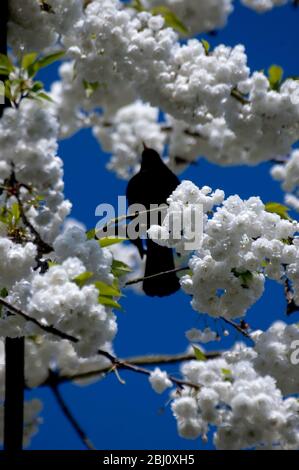 Cherry blossom against a bright blue sky. Front views with clear space ...