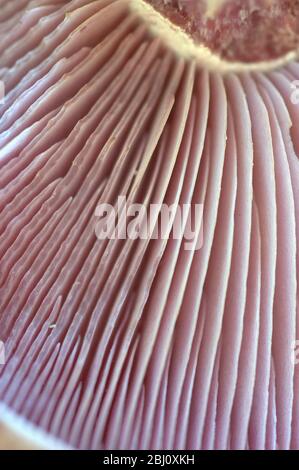 The wood blewit (lepista nuda) in close up showing its gills - Stock Photo