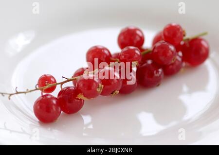 Redcurrant berries on stem on white shiny plate - Stock Photo